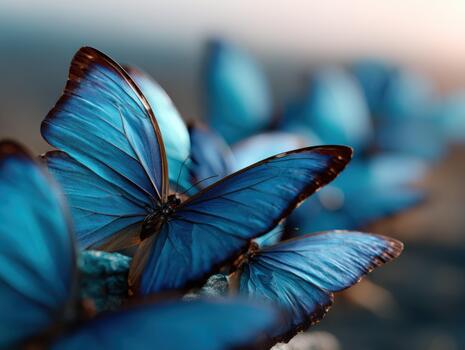 Vibrant blue butterflies resting on rocks in a serene natural setting photo