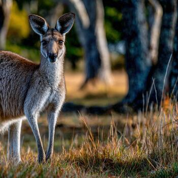 A kangaroo stands in the grass near trees photo
