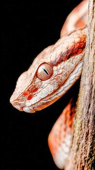 metálico víbora con dorado ojos descansando en un árbol rama en un oscuro ambiente foto
