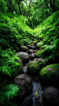 Exploring a lush green rainforest with a winding stream and mossy stones photo