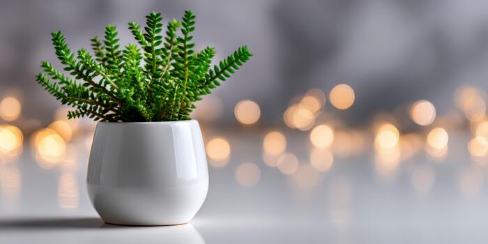 Bright green succulent in a simple white pot with soft bokeh background photo