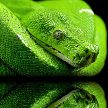 Striking green serpent resting on a dark reflective surface in a natural habitat photo