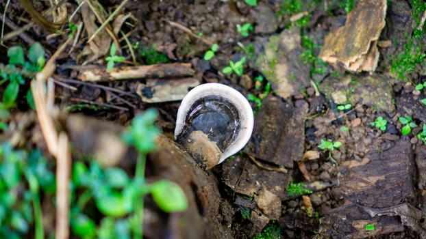 Close-up of Ganoderma fungus growing on a decayed tree trunk in a natural forest environment. photo