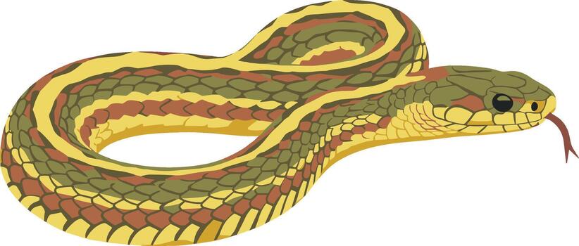 Flat Simple Garter Snake Illustration with Striped Pattern Wildlife Reptile vector