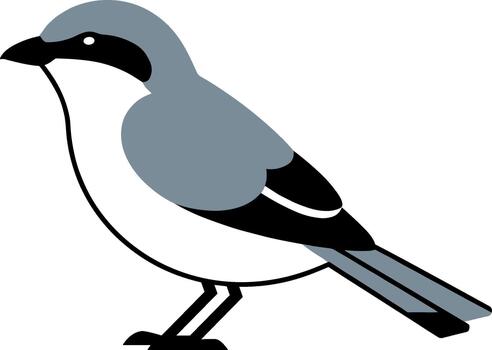 Flat Simple Design Loggerhead Shrike Bird Illustration Graphic Asset vector