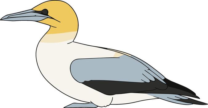 Simple Flat Illustration of a Gannet Bird with a Smooth Color Palette vector
