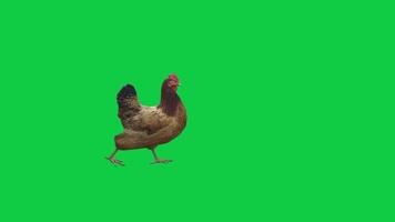 kyckling, höna gående slinga 3d framställa animering på grön skärm bakgrund video