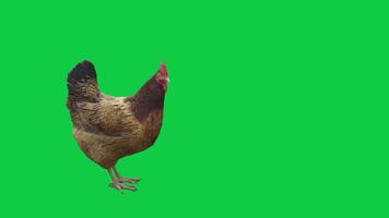kyckling, höna stående på tomgång och ser runt om slinga 3d framställa animering på grön skärm bakgrund video