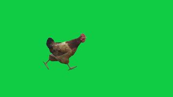 pollo, gallina corriendo rápido lazo 3d hacer animación en verde pantalla antecedentes video