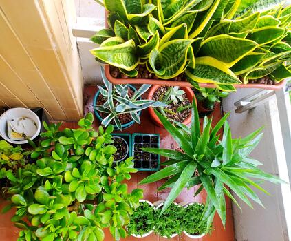 Lush collection of potted houseplants thriving on a balcony. Inspiring growth, nature, serene home spaces. Use for gardening, home decor, or wellness content. photo