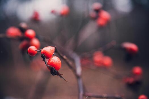 lose-up of red rosehip berries with water drops on bare branches in autumn forest. Natural macro photography with soft blurred background and muted tones photo