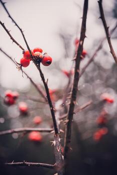 Close-up of red rosehip berries on thorny branches covered with frost in winter forest. Natural macro photo with soft blurred background and muted tones