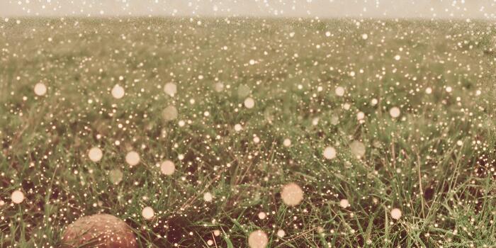 Green grass field with sparkling light particles and warm bokeh creating a dreamy vintage texture photo