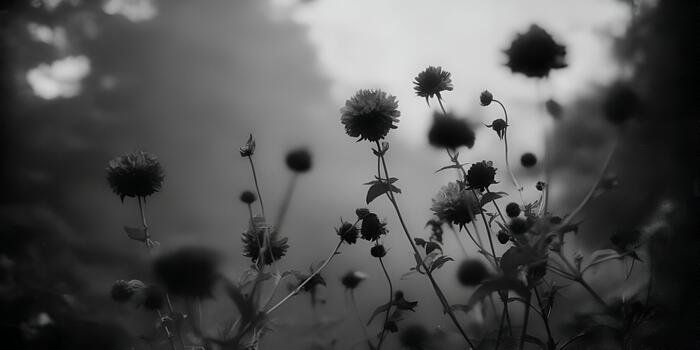 Black and white close up of a field of scabiosa like flowers with a grainy texture and soft bokeh photo