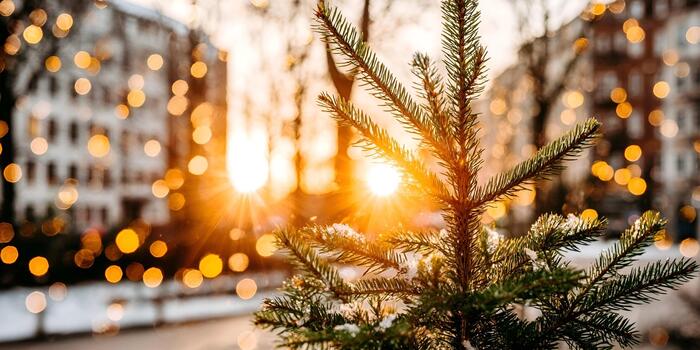 A close up of a pine tree branch covered in snow with golden sunlight and bokeh lights in the background photo