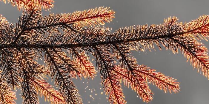 Close up of evergreen tree branches backlit by warm golden light creating a glowing effect with sparkling bokeh in the background photo