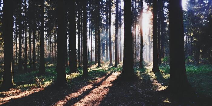 Sunlight streams through the tall dark evergreen trees illuminating a path on the forest floor with long shadows photo