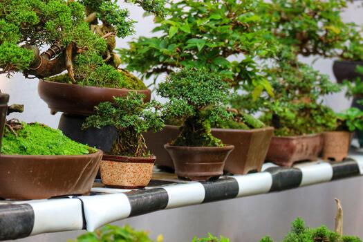 A row of bonsai trees in pots on a shelf photo