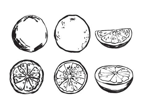 Handcrafted black and white citrus segment and rind artwork vector