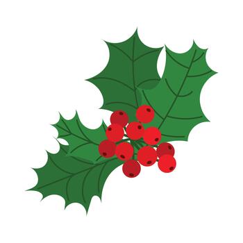 Holly composition with many red berries. Christmas greenery with sharp textured leaves. Flat illustration isolated on white background. vector