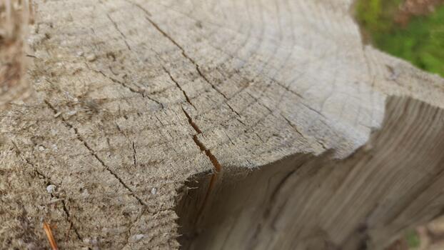 A close up of a tree trunk with a hole in it photo