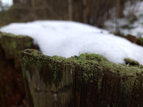 A snow covered stump photo