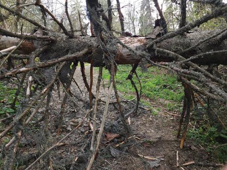 A tree that has fallen over and is blocking a path photo