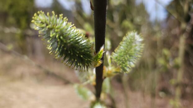 A close up of a branch with green leaves photo