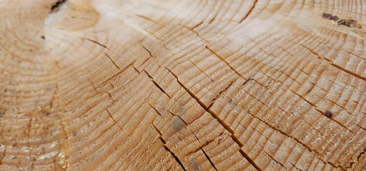 A close up of a tree trunk with a cross pattern photo