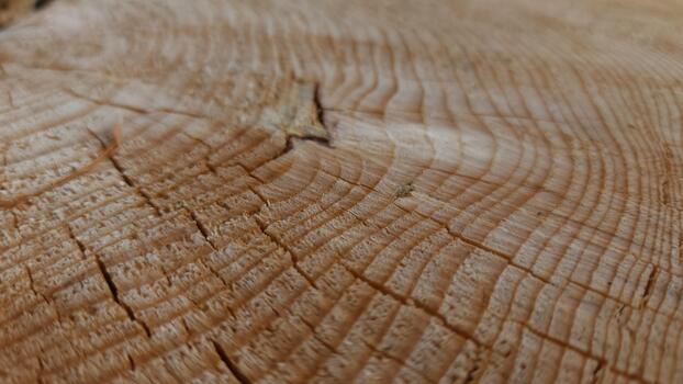 A close up of a tree trunk with a ring pattern photo