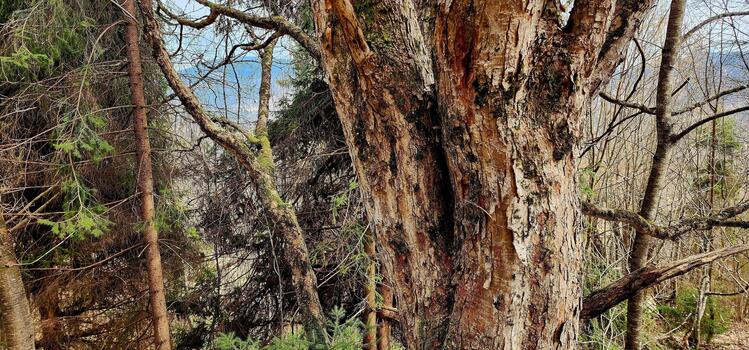 A large tree with a large branch on it photo
