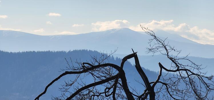 un árbol con desnudo ramas y un montaña en el antecedentes foto