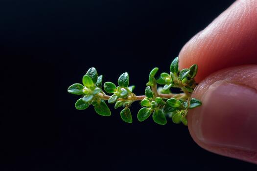 macro de cerca de Fresco verde tomillo puntilla retenida Entre dedos en oscuro antecedentes foto
