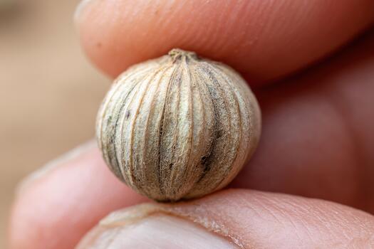 macro de cerca de soltero cilantro semilla retenida suavemente Entre yemas de los dedos en suave antecedentes foto