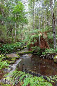 A stream running through a forest with ferns and trees photo