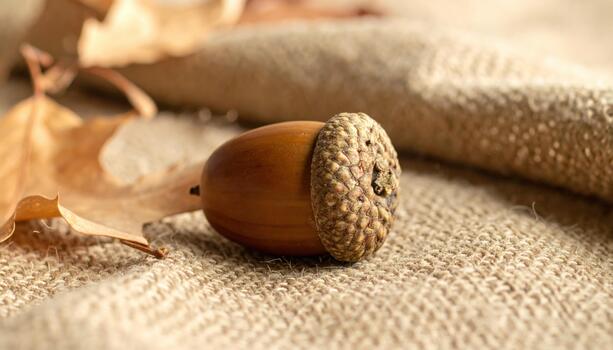 Capture the essence of autumn's bounty with a single, perfectly rendered acorn nestled amongst fallen leaves on textured fabric photo