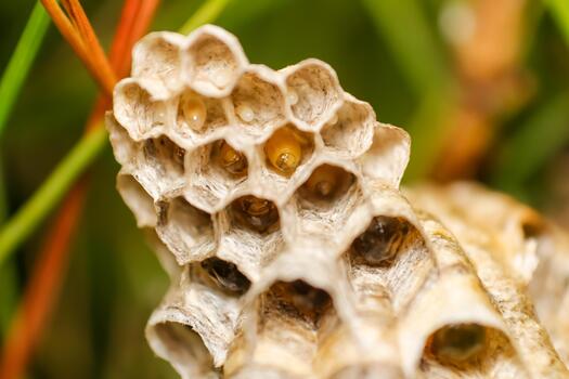 Macro shot of a detailed wasp nest with visible larvae inside its hexagonal cells, showcasing the intricate natural architecture of this insect's home in a garden setting photo