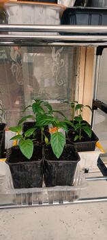 Young pepper plant growing in black pots on shelf. Natural light shines through window, highlighting fresh greenery. Perfect for gardening, plant care and home cultivation. photo