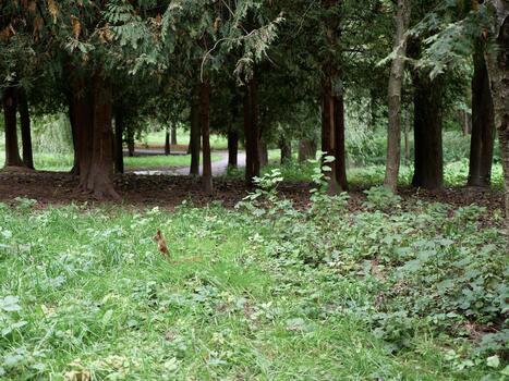 A path through a forest with trees and grass photo