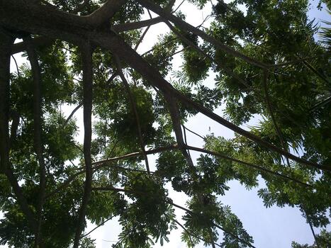 Low angle view of a large tree with spreading branches and green leaves against a bright blue sky on a sunny day. Natural background with lush foliage and sunlight filtering through the canopy photo