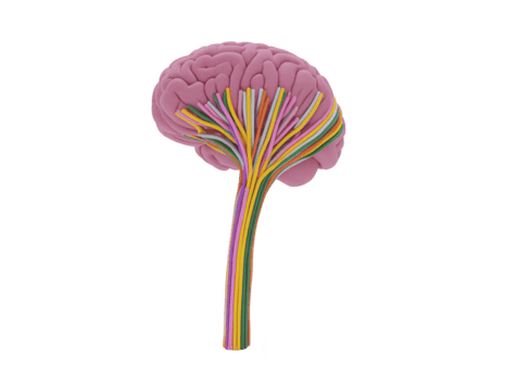 Colorful brain model with neural pathways, creative concept, pink brain with multicolored lines representing nerves, isolated on transparency background, imaginative and educational png