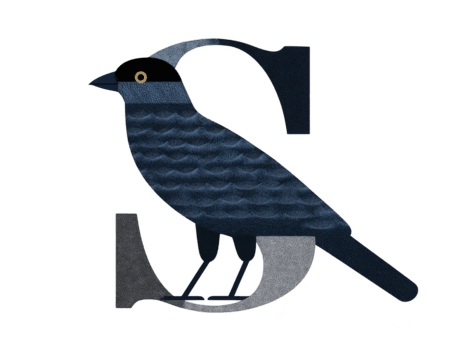 s carta ilustração com azul pássaro, texturizado pena padrão, empoleirado em serifa Fonte, criativo animal tipografia, moderno gráfico projeto, brincalhão e artístico estilo png