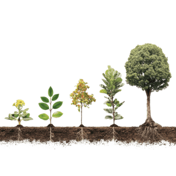 visuell representation av träd tillväxt etapper, som visar fröplanta till full mognad i en klar sekvens på jorden. png