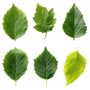 diverso tipi di verde le foglie disposte nel Due righe Schermo unico forme e textures nel naturale luce. png