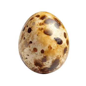 codorniz huevo muestra un interesante formación de motas y colores, destacando sus único superficie y natural diseño. png