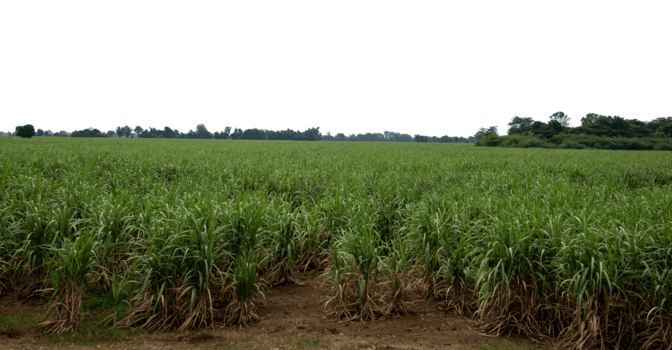 sockerrör på transparent bakgrund med klippning väg, lämplig för skriva ut och webb sidor, hög upplösning png