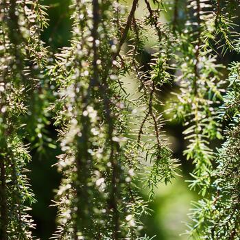 A close-up view of the fine, needle like foliage of a juniper, with bright sunlight filtering and creating a sparkling, dappled effect. photo