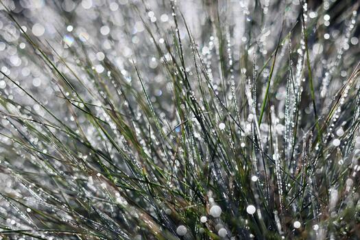 A close up of dew covered grass blades sparkling under the sunlight, creating a beautiful bokeh effect of bright photo