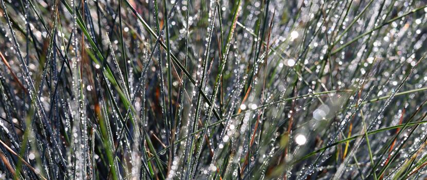 A closeup of dew-covered grass blades sparkling under the sunlight, creating a beautiful bokeh effect of bright, soft orbs. photo