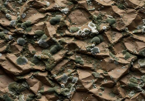 Textured surface with organic fungal growth displaying various shades of green and white on a crumpled brown backdrop creating a unique abstract photo